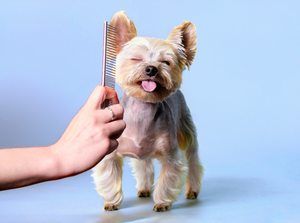 Pet Grooming