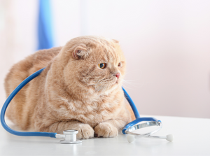 Vet Consultation